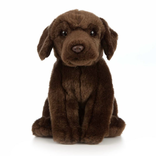 Chocolate Labrador